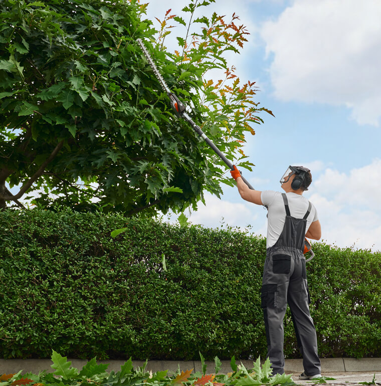 Person trimming tree